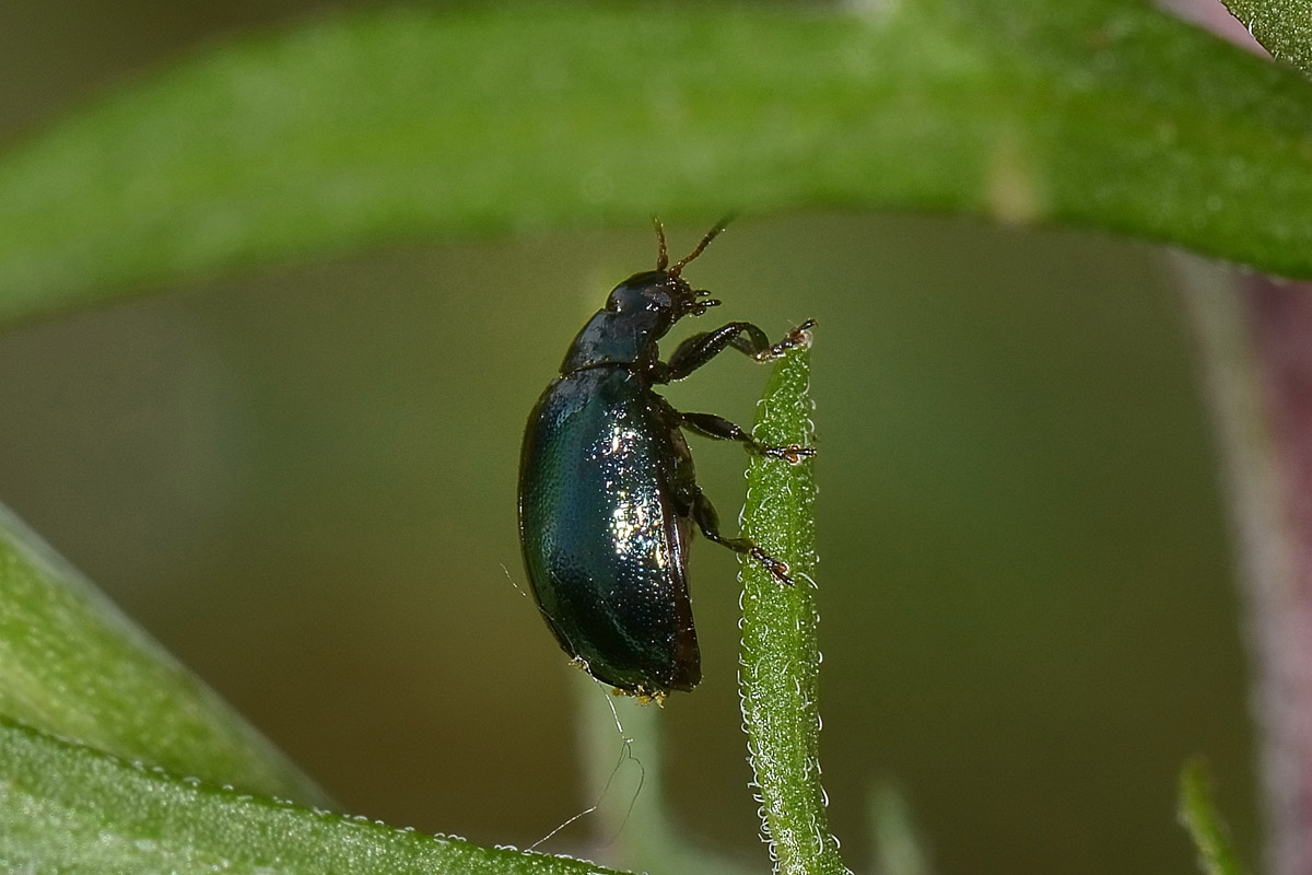 Plagiodera versicolora? S. (Chrysomelidae)